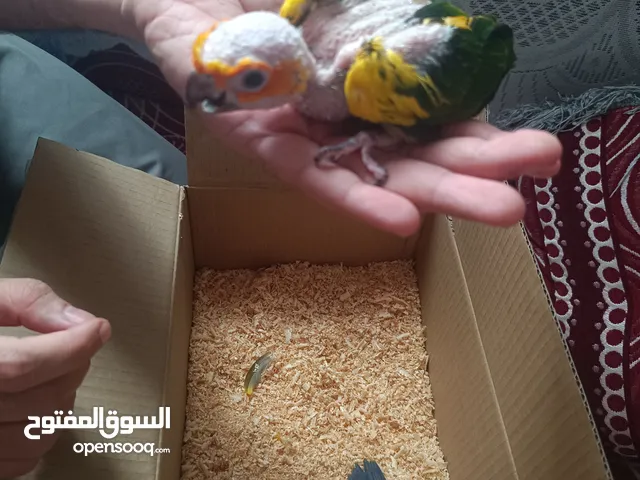 فراخ صن كونيور