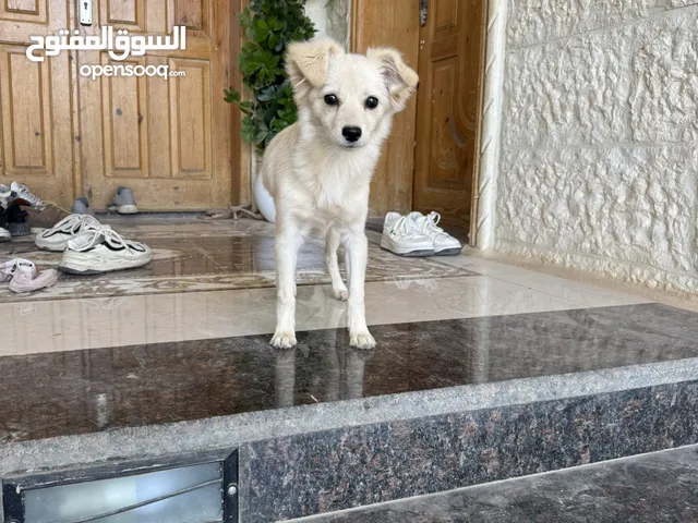 كلب انثى العمر شهرين النوع مكس لولو قولدن