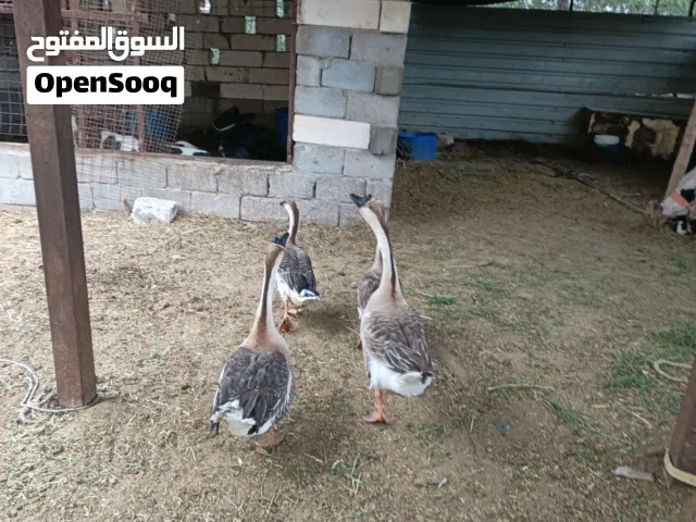 بط كوبرا فحله 2نثايه 2 عنوان بصرة قضاء ابو الخصيب