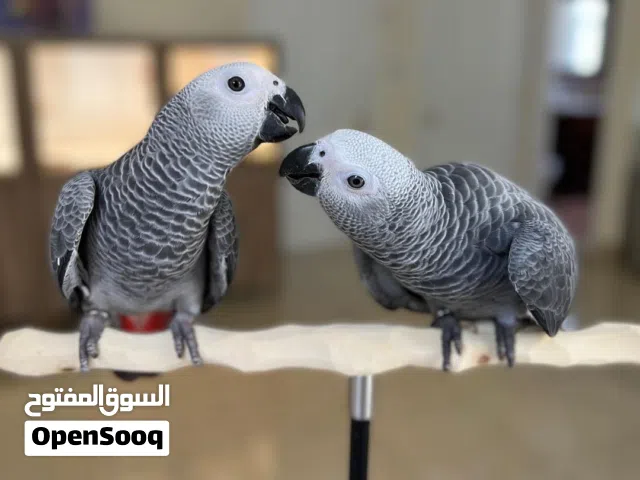 Talking African Grey Parrots