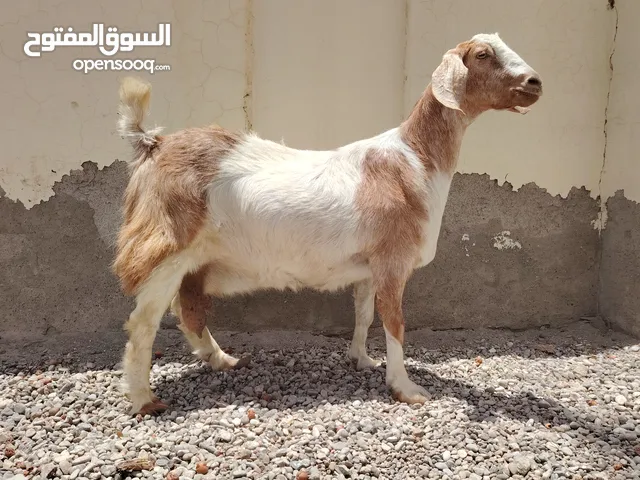 عنز مهجنه بورقوت