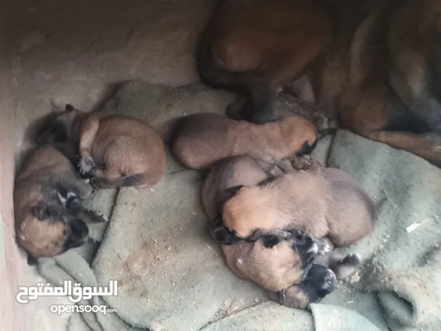 مانينو مع 2ذكور و3اناث عندهم 18جور