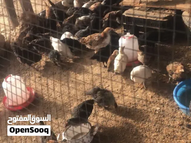 الزاويه الزاويه