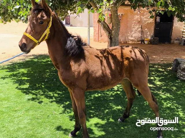 فلوة للبيع بالكتيب