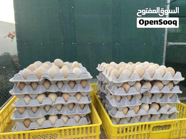 بيض دجاج فرنسي وكولومبي مخصب