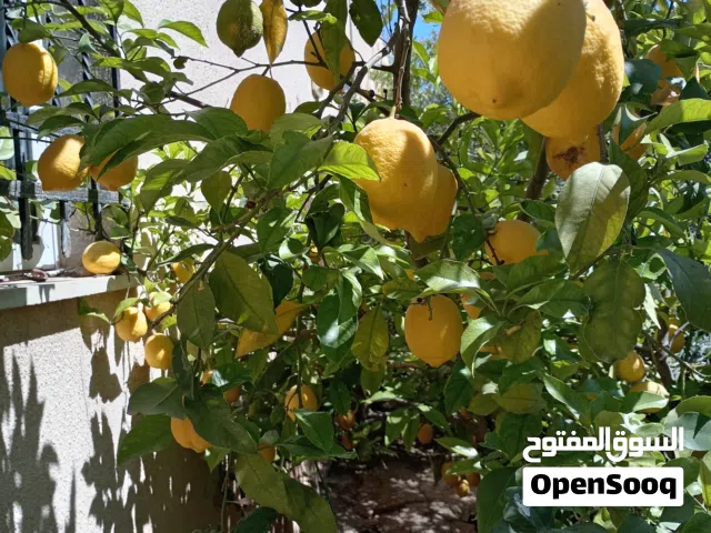 ليمون بلدي نخب اول للبيع