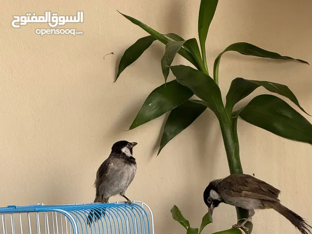 2 طيور بلابل للبيع ذكر وانثي متوالفين جدا عمرهم تقريبا شهرين لسه صغار