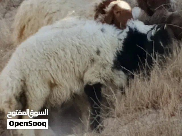 خرفان وعبر