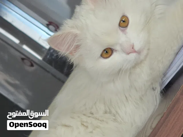 قط شيرازي أنثى للتبني العمر 10 شهور
