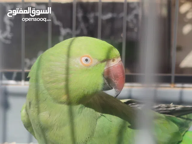 ببغاء الذره الهندية