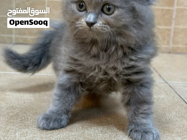 Persian kitten 7 weeks old females