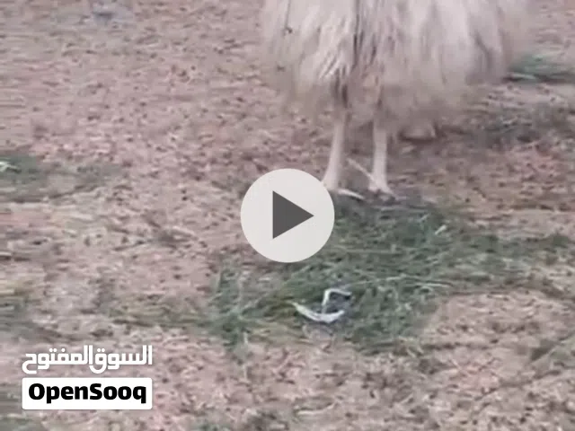 للبيع خروف فحل