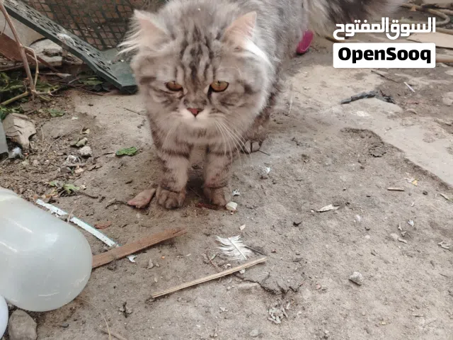 لبيع قط زينه نضيف فحل مكاني بصره القبله