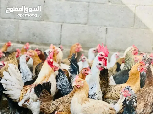 دجاج بلدي بياض