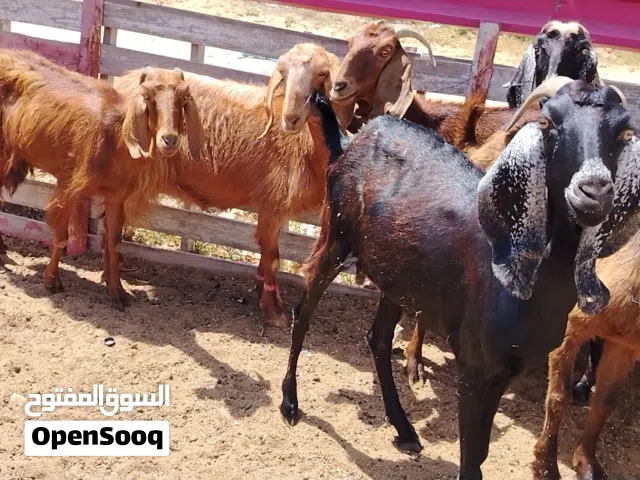 العدد 8 معزات ربي يبارك مبيوع ضناهم وكانو متاومات معاهم فحولة وبنصيب سنهم بين سداس وجامعات فرهم كويس