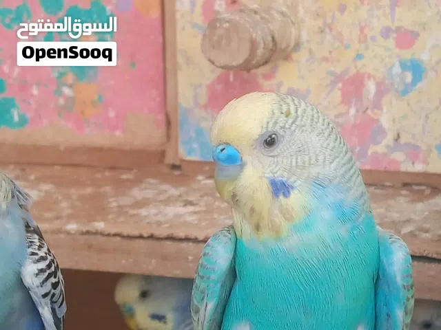 طيور حب عاديات  للبيع تك ع 5 الاف
