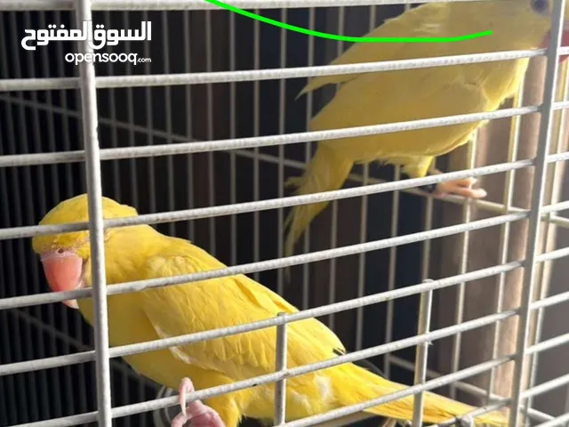 For 1 piece white albino and yellow lotino