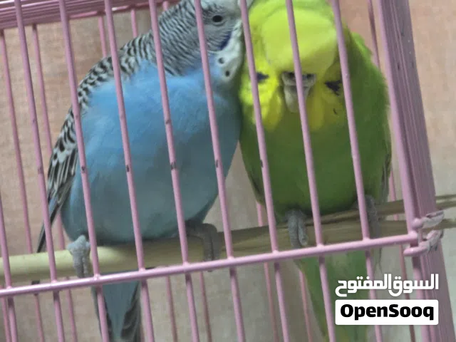 4 طيور بادجي زوجين