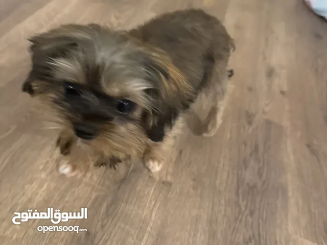 كلب شيتزو للبيع