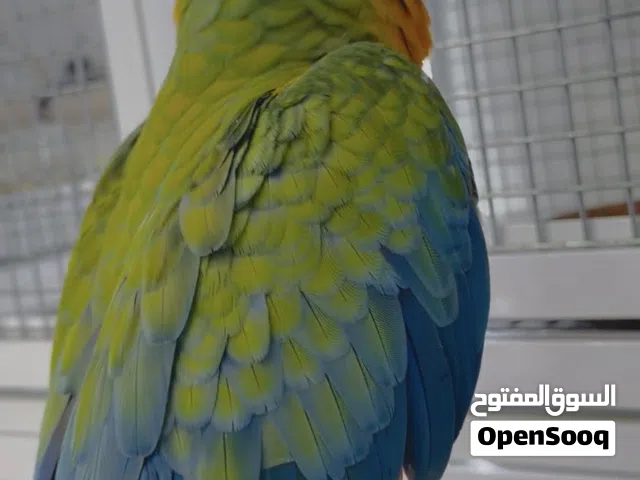 Friendly Baby Birds Available – Healthy & Hand Fed