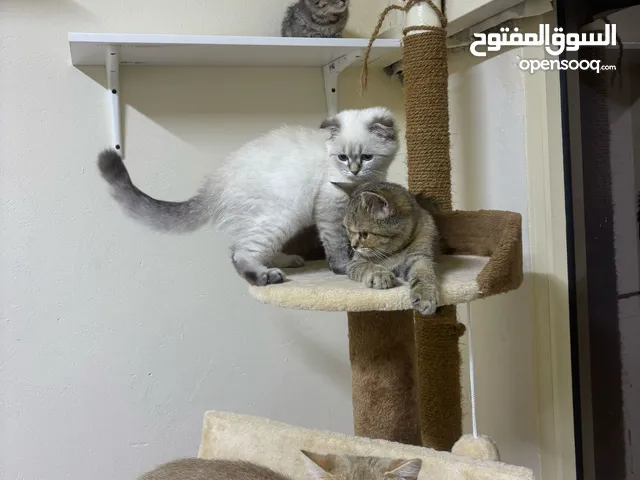 قطط فولد وستريت العمر 4شهور