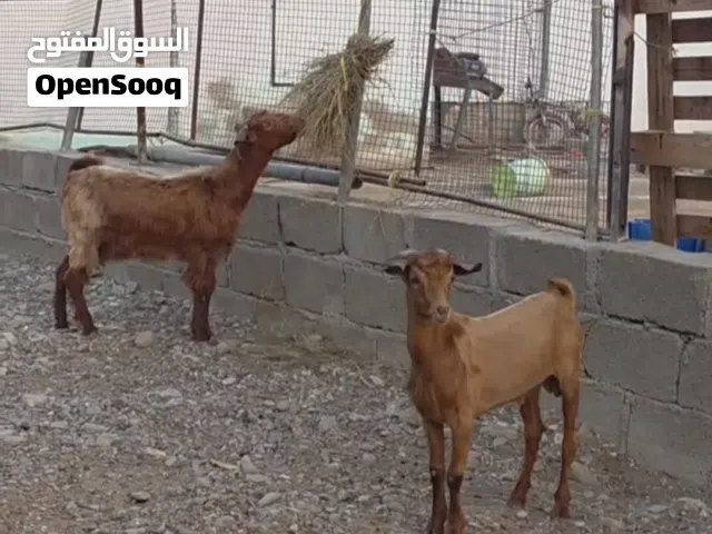 صخله ام ولده ومعها تيس غير مخصي