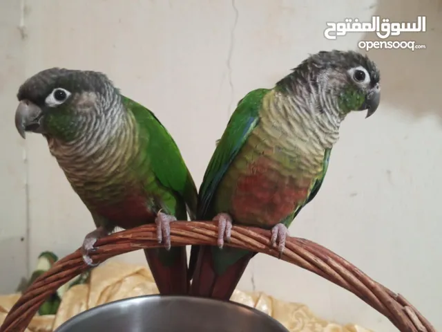 جوز جرين شيك