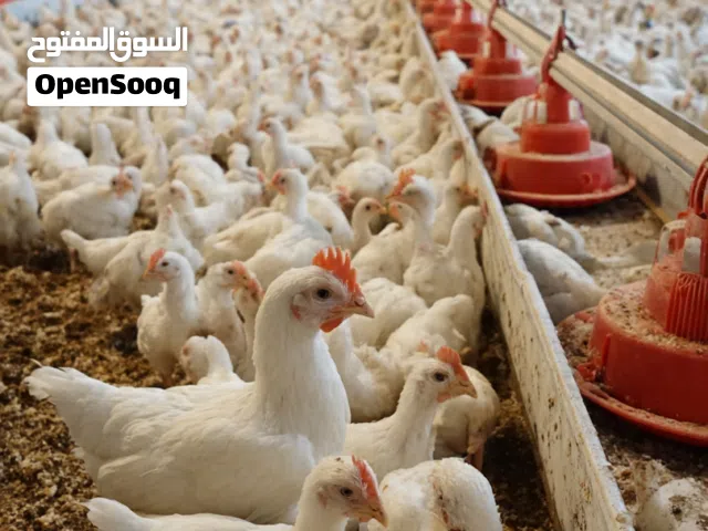 مطلوب شريك ممول لمزارع دجاج لحم - المنطقة حمام جارف