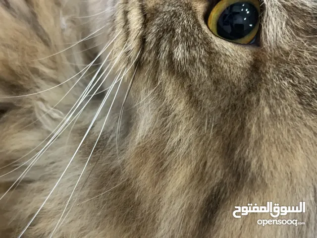 ذكر قط للتبني عمره سنه