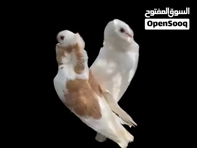 حمام نمساوي للبيع