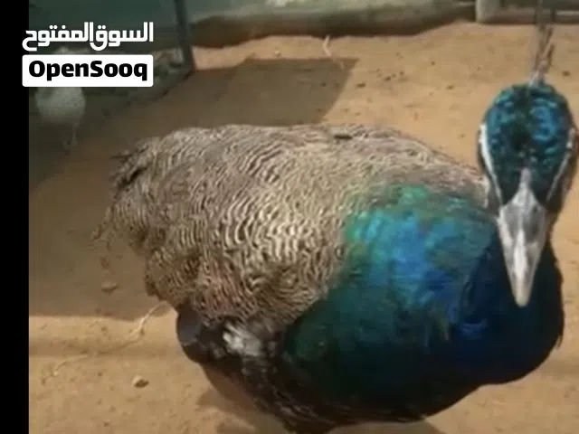 للبيع طاوسس بصحة ممتازه