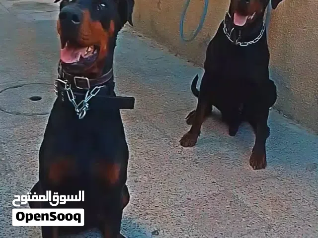 جراء دوبرمان من انقى سلالة في العالم