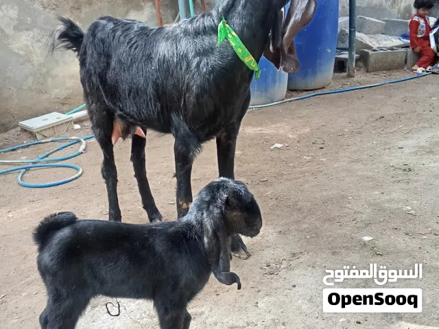 السلام عليكم      اقرا الوصف