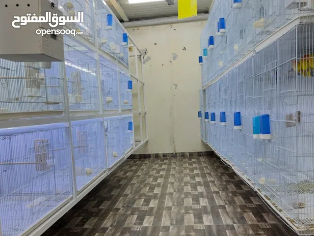 للبيع محاكر واستنادات