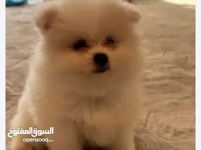 اريد كلب صغير للتبني يكون سليم