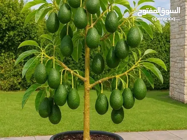 بيع وزراعة جميع انواع الأشجار المثمرة والزينة شجر بيتك ومزرعتك بأقل التكاليف وجودة عالية اهلأ وسهلأ