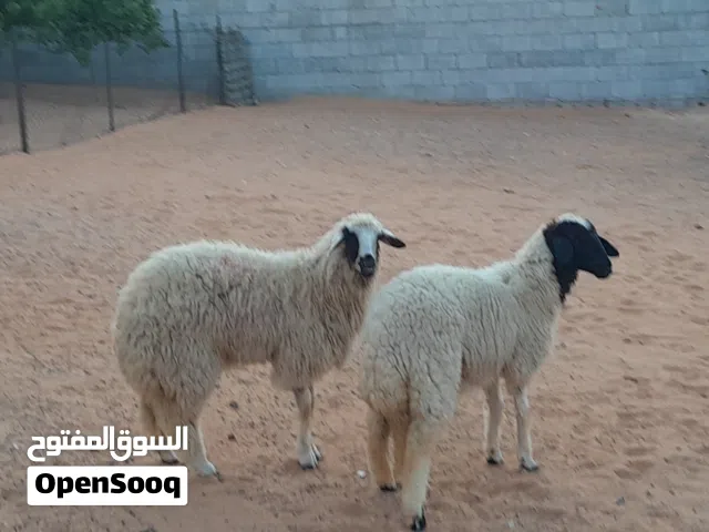 2فطايم وطنيات مشالله خوات توميات عمرهم ف8شهور محصنات وسليمات من العيوب والامراض متع تربيه مشالله
