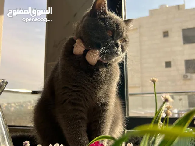 قط انثى للبيع