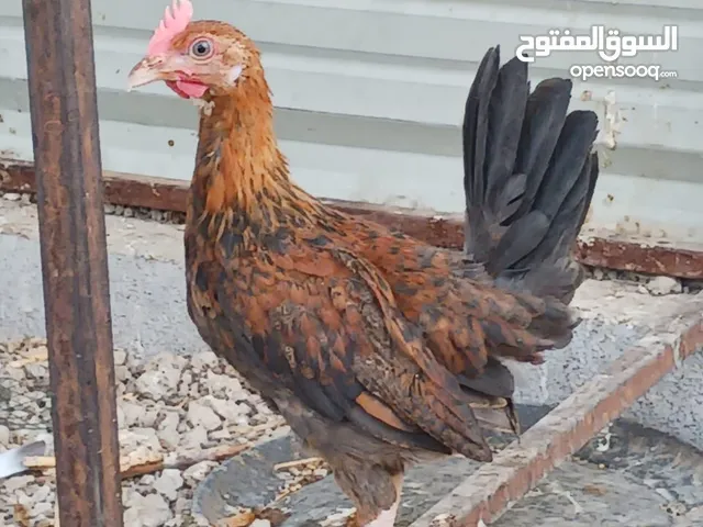 ديج كويتي استيراد