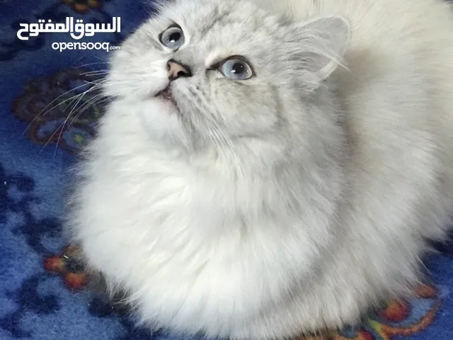 قطة شيرازي انثى بعمر 8 اشهر