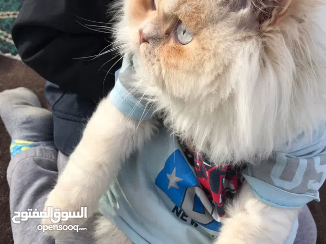 للبيع التواجد حماه