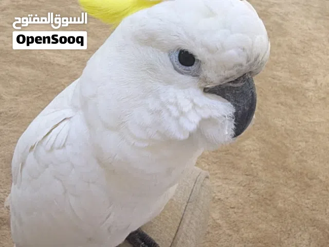 كوكاتو سلفر كريستد