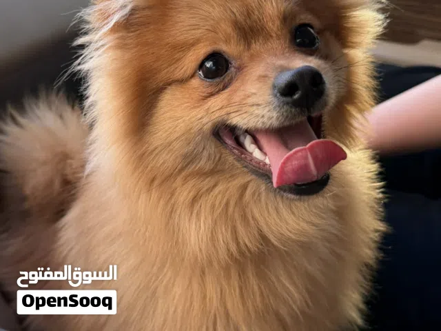 dog pomeranian