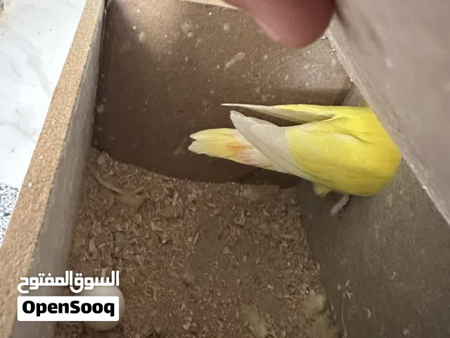 جوز روز لاتينو