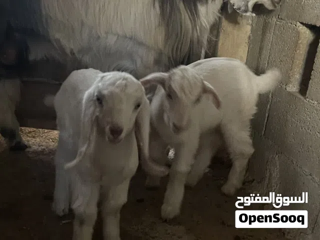 عنز ام توم جدي وسخله عنز بالصلاة على النبي