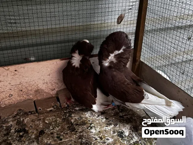 حمام فوطه زوج وزوج رواعب وزوج بولنديات وزوج دشش للبيع