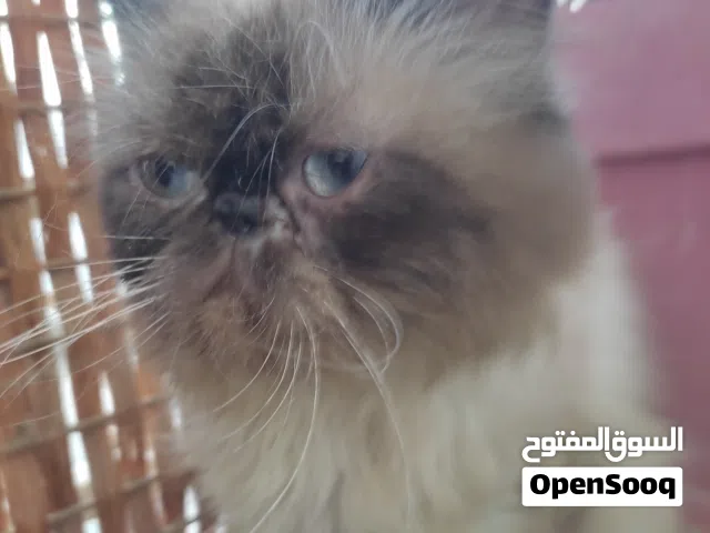 قط يبكي قيس الفصيله المطلوبه بعمر9شهور