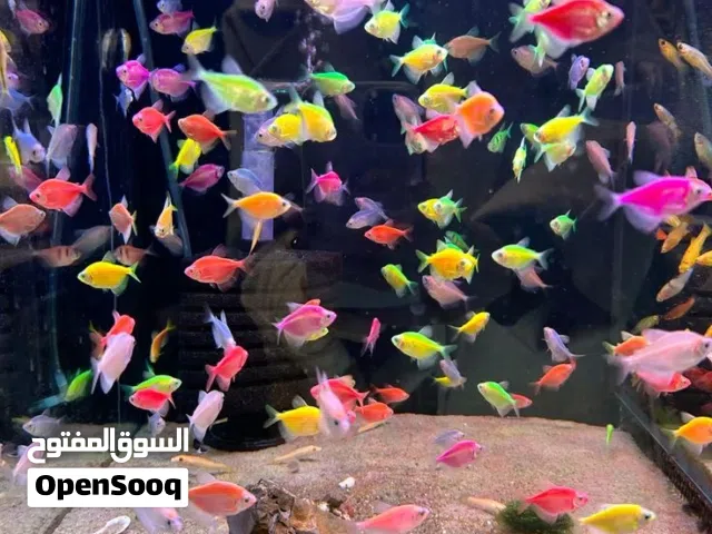 سكيرت تترا