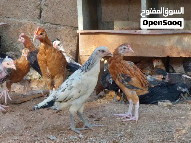 فراخ جاج بلدي صحه ونظافه ماخذات جميع المطاعيم عدد 700 تقريبآ