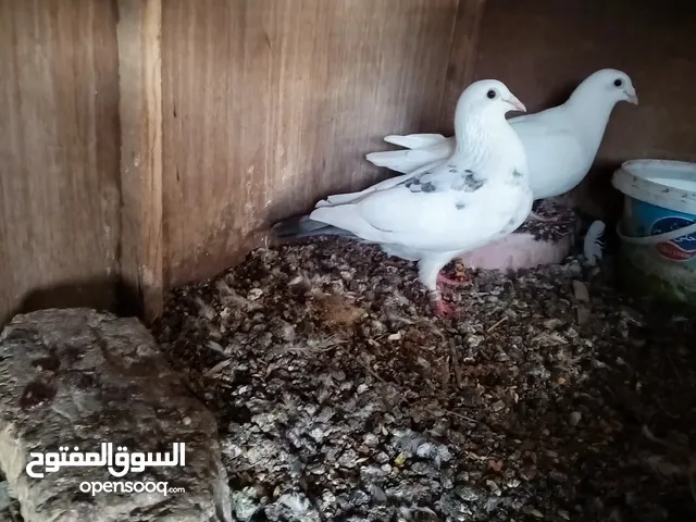 وجبه مال حمام للبيع